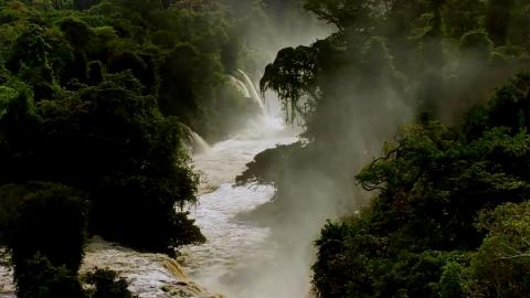 Rain Forest Rain Forest